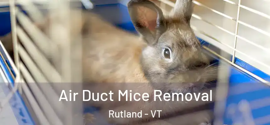  Air Duct Mice Removal Rutland - VT
